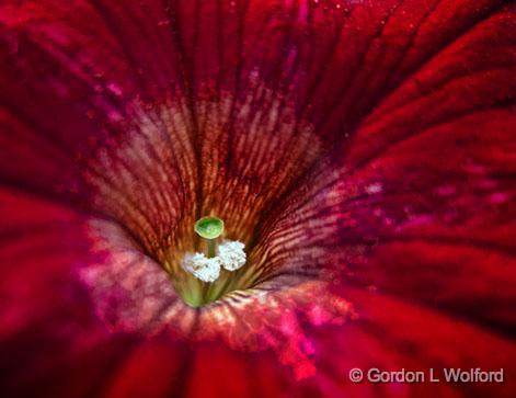 Petunia Closeup_01166.jpg - Photographed at Smiths Falls, Ontario, Canada.
